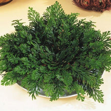 Load image into Gallery viewer, "Rose Of Jericho" - The Resurrection Plant
