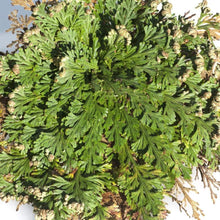 Load image into Gallery viewer, "Rose Of Jericho" - The Resurrection Plant
